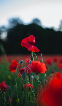 red poppy Wallpaper 600x1024