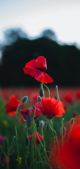 red poppy Wallpaper 720x1520