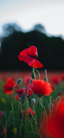 red poppy Wallpaper 1080x2340