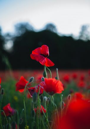 red poppy Wallpaper 1668x2388