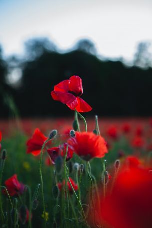 red poppy Wallpaper 640x960