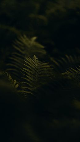 fern, greens Wallpaper 640x1136