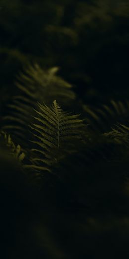 fern, greens Wallpaper 720x1440