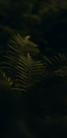 fern, greens Wallpaper 1440x2960