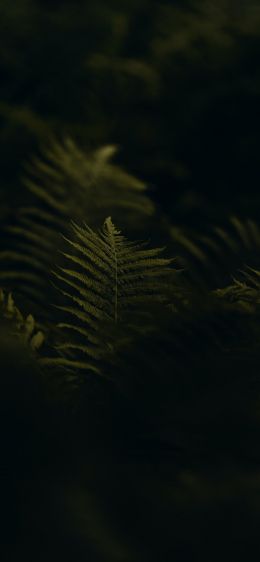 fern, greens Wallpaper 1125x2436