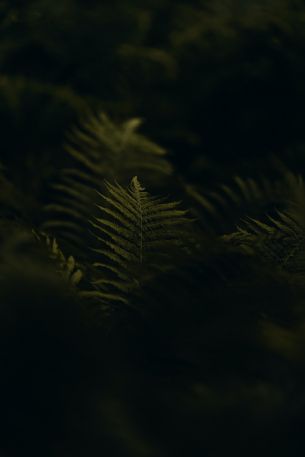 fern, greens Wallpaper 4000x6000