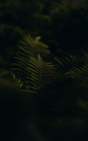 fern, greens Wallpaper 1752x2800