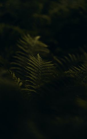 fern, greens Wallpaper 1200x1920