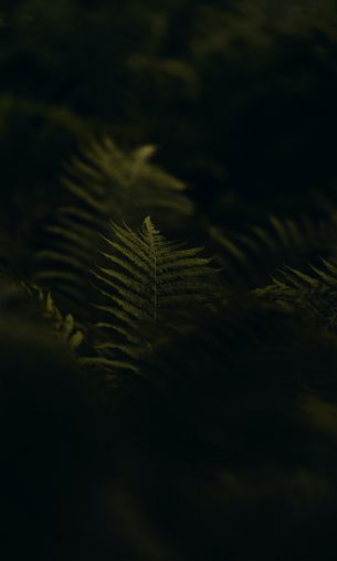 fern, greens Wallpaper 1200x2000