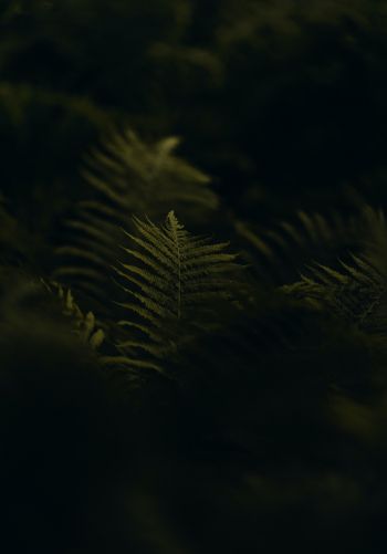 fern, greens Wallpaper 1668x2388