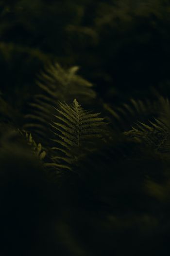 fern, greens Wallpaper 640x960
