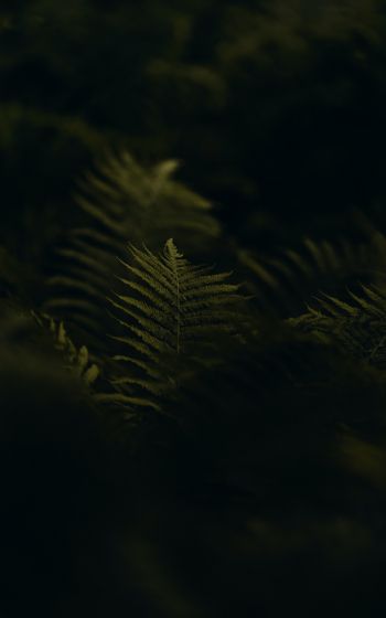 fern, greens Wallpaper 1200x1920