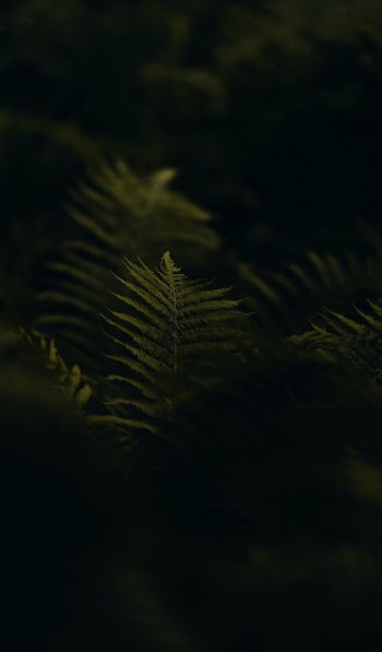 fern, greens Wallpaper 600x1024