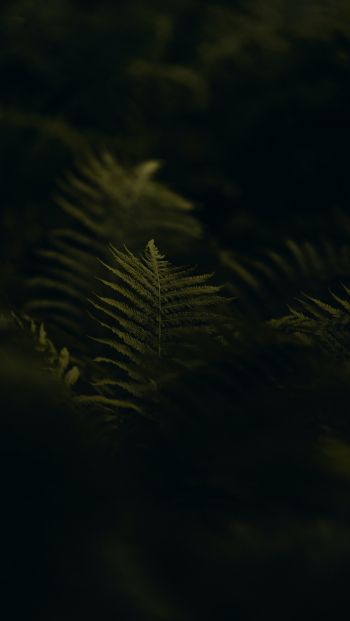 fern, greens Wallpaper 640x1136