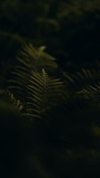 fern, greens Wallpaper 1440x2560