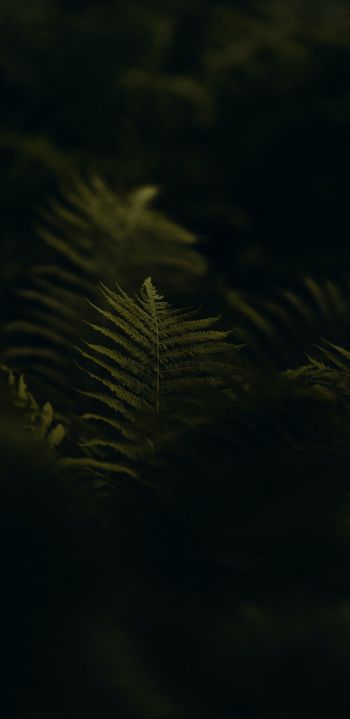 fern, greens Wallpaper 1080x2220