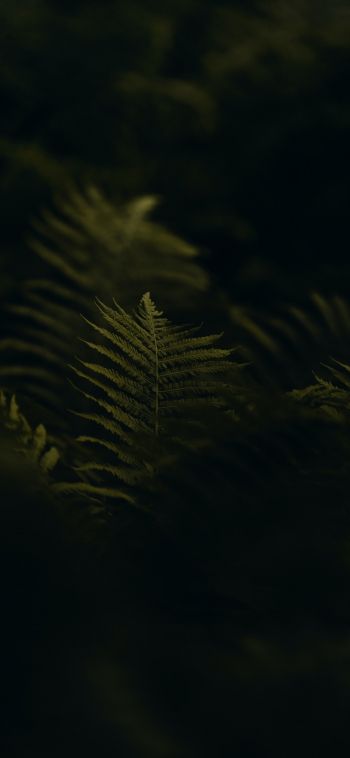 fern, greens Wallpaper 1080x2340