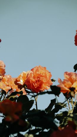 rose bush Wallpaper 640x1136