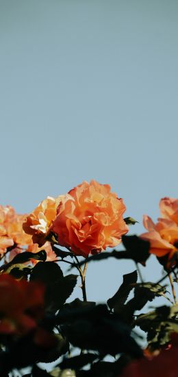 rose bush Wallpaper 1080x2280