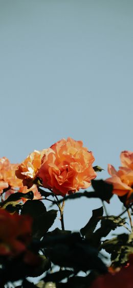 rose bush Wallpaper 1080x2340