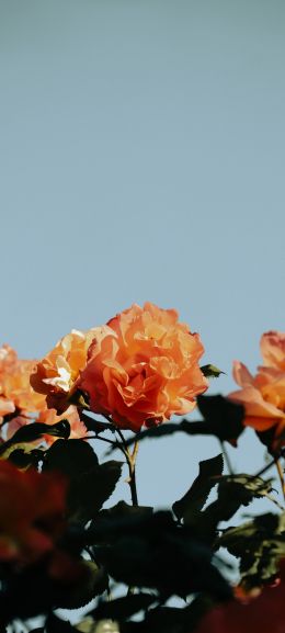 rose bush Wallpaper 1440x3200