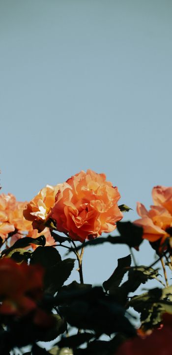 rose bush Wallpaper 1080x2220
