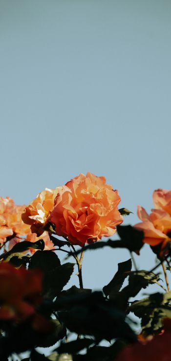 rose bush Wallpaper 1080x2280