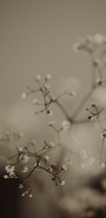 little flowers Wallpaper 1080x2220