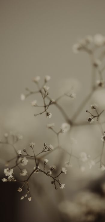 little flowers Wallpaper 1080x2280