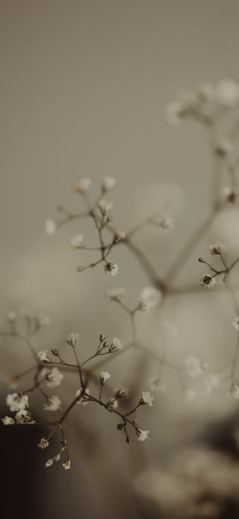 little flowers Wallpaper 1080x2340
