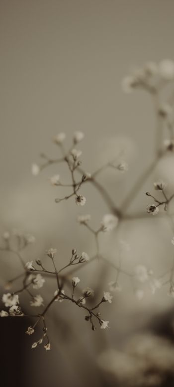 little flowers Wallpaper 1080x2400