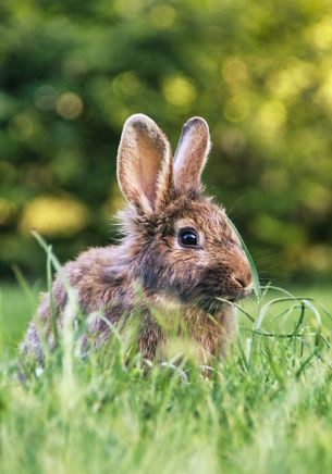 rabbit in nature Wallpaper 1668x2388