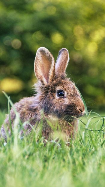 rabbit in nature Wallpaper 640x1136