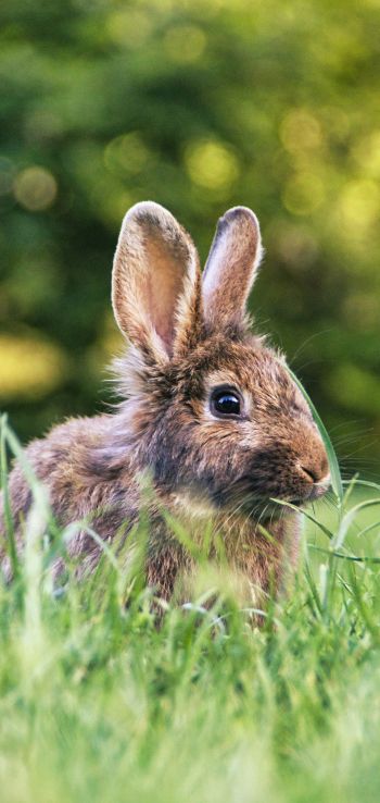 rabbit in nature Wallpaper 720x1520