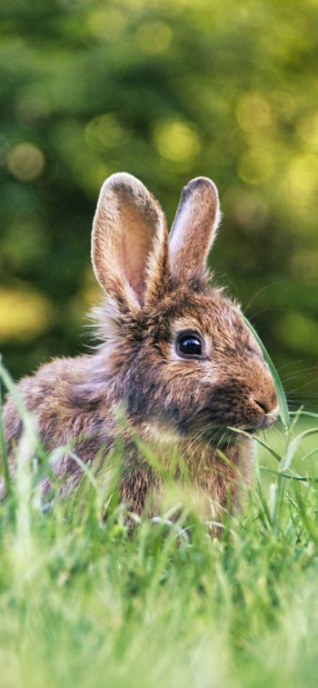 rabbit in nature Wallpaper 828x1792