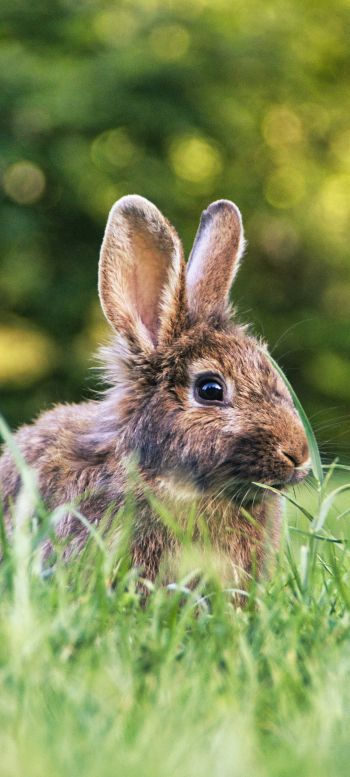 rabbit in nature Wallpaper 1080x2400