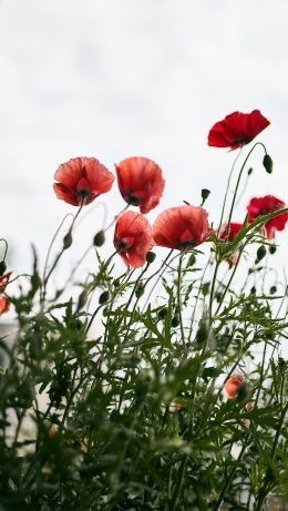 red poppies Wallpaper 640x1136