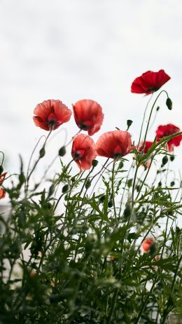 red poppies Wallpaper 720x1280