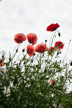 red poppies Wallpaper 3922x5883