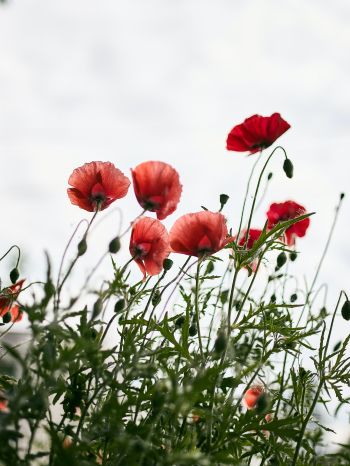 red poppies Wallpaper 1668x2224
