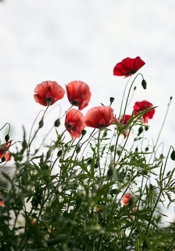 red poppies Wallpaper 1668x2388