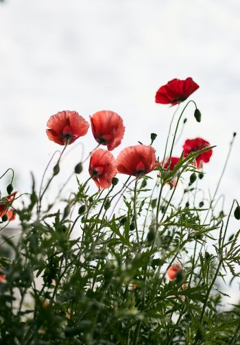 red poppies Wallpaper 1640x2360