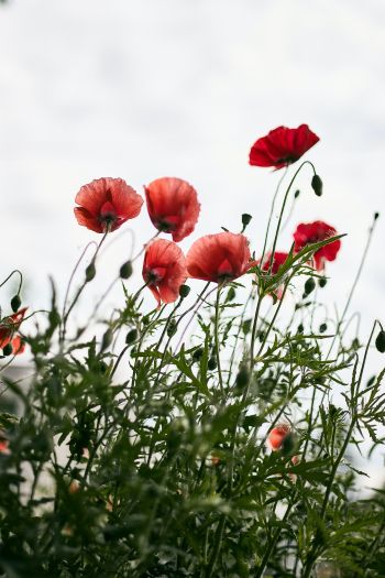 red poppies Wallpaper 640x960