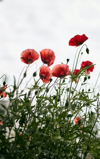 red poppies Wallpaper 1752x2800