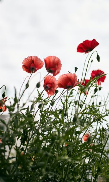 red poppies Wallpaper 1200x2000