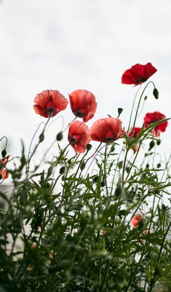 red poppies Wallpaper 600x1024