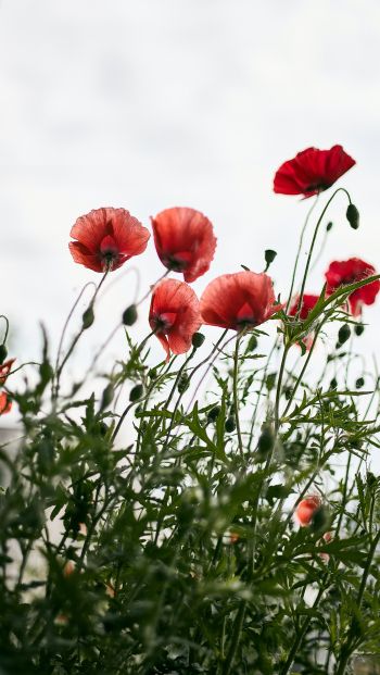 red poppies Wallpaper 640x1136