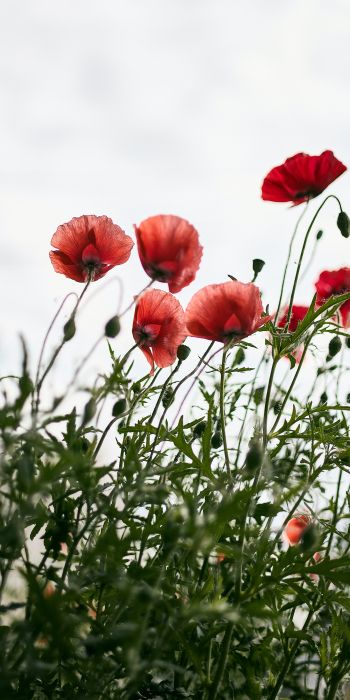 red poppies Wallpaper 720x1440