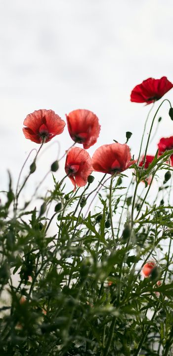 red poppies Wallpaper 1080x2220