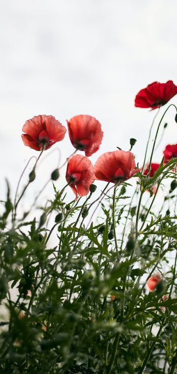 red poppies Wallpaper 720x1520